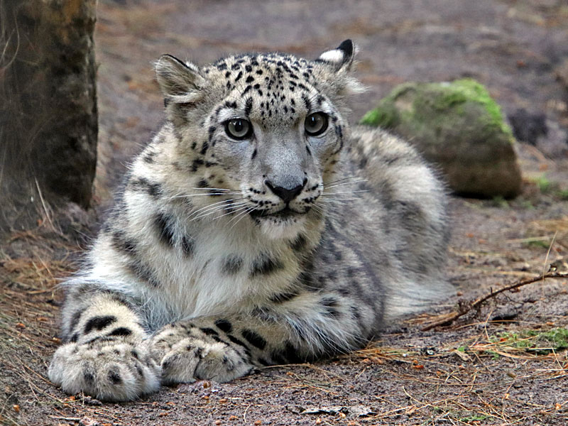  snow leopard at GarLyn Zoo